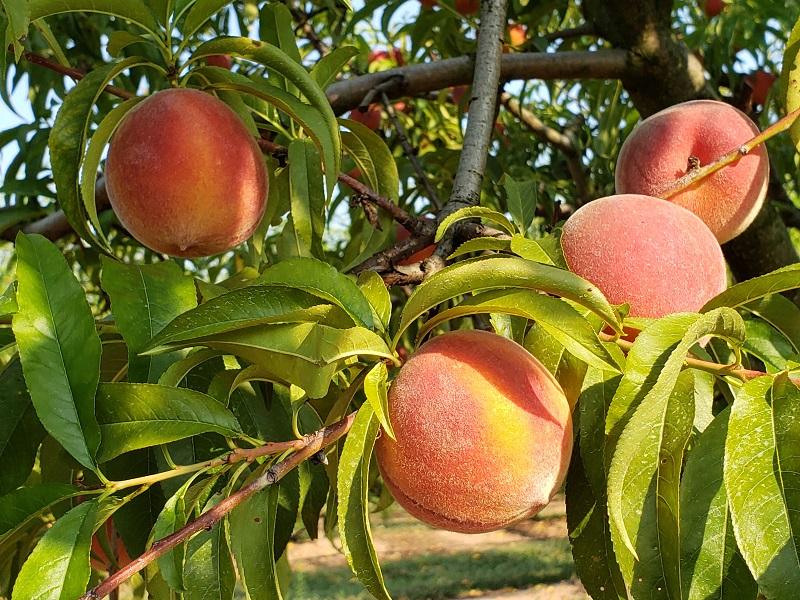 peach 2